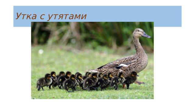 Утка с утятами 