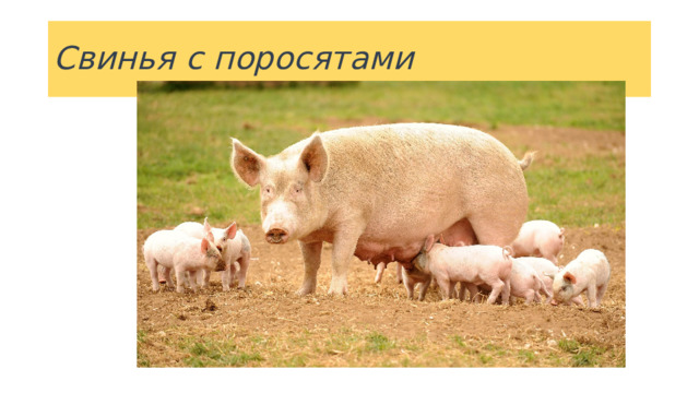 Свинья с поросятами 