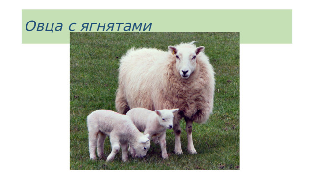Овца с ягнятами 