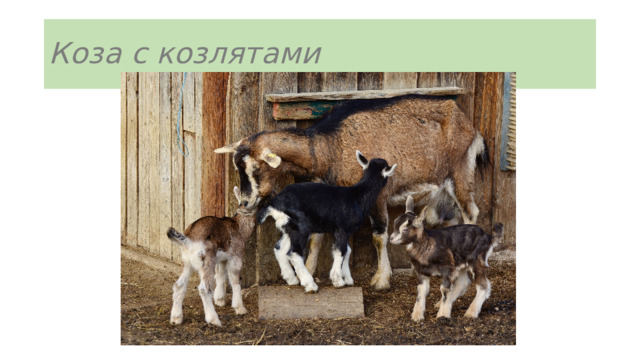 Коза с козлятами 