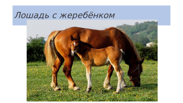 Лошадь с жеребёнком 