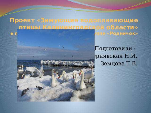 Проект «Зимующие водоплавающие птицы Калининградской области»  в подготовительной к школе группе «Родничок»   Подготовили : Чернявская Н.И. Земцова Т.В. 