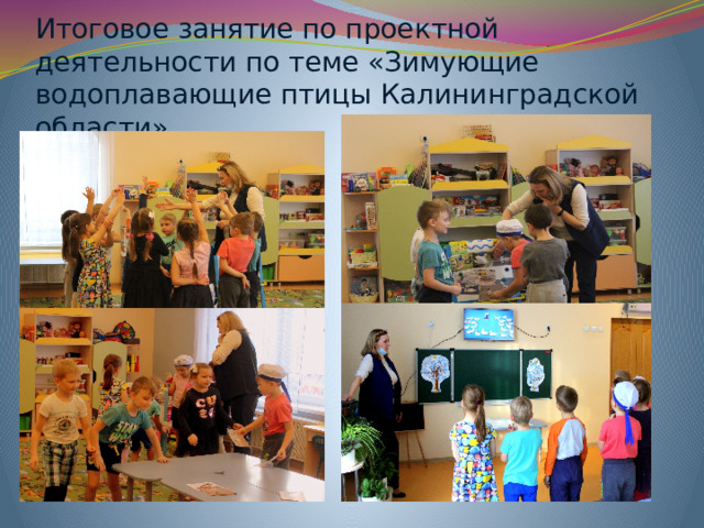 Итоговое занятие по проектной деятельности по теме «Зимующие водоплавающие птицы Калининградской области» 