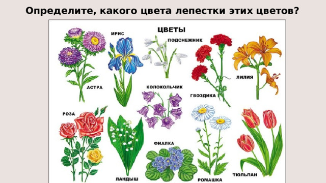 Определите, какого цвета лепестки этих цветов? 