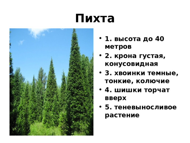 Пихта 1. высота до 40 метров 2. крона густая, конусовидная 3. хвоинки темные, тонкие, колючие 4. шишки торчат вверх 5. теневыносливое растение 
