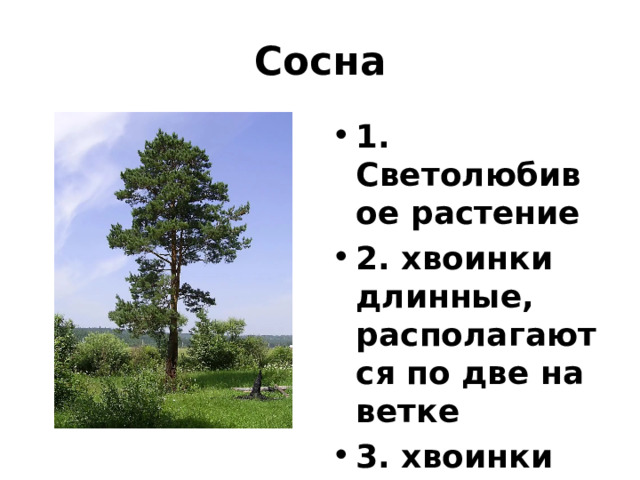 Сосна 1. Светолюбивое растение 2. хвоинки длинные, располагаются по две на ветке 3. хвоинки держатся на ветках 2-3 года 