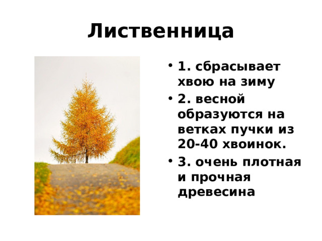 Лиственница 1. сбрасывает хвою на зиму 2. весной образуются на ветках пучки из 20-40 хвоинок. 3. очень плотная и прочная древесина 