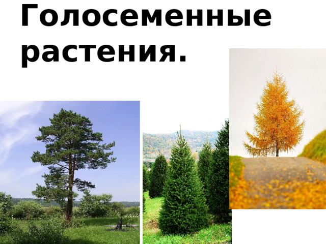 Голосеменные растения.   