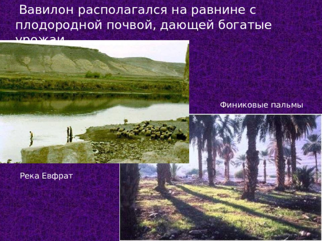  Вавилон располагался на равнине с плодородной почвой, дающей богатые урожаи. Финиковые пальмы Река Евфрат  