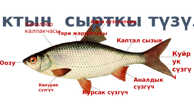Балыктын сырткы түзүлүшү Арка сүзгүчтөрү Бакалоор калпакчасы Тери жаргакчасы Каптал сызык Куйрук сүзгүч Оозу Аналдык сүзгүч Көкүрөк сүзгүч Курсак сүзгүч  