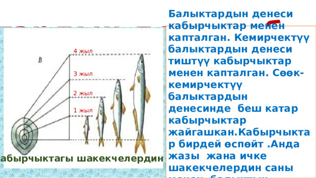  Балыктардын дене кабырчыктары Балыктардын денеси кабырчыктар менен капталган. Кемирчектүү балыктардын денеси тиштүү кабырчыктар менен капталган. Сөөк-кемирчектүү балыктардын денесинде беш катар кабырчыктар жайгашкан.Кабырчыктар бирдей өспөйт .Анда жазы жана ичке шакекчелердин саны менен балыктын жашын билүүгө болот. 4 жыл 3 жыл 2 жыл 1 жыл Кабырчыктагы шакекчелердин саны  