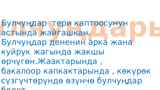 Булчуңдары Булчуңдар тери каптоосунун астында жайгашкан. Булчуңдар дененин арка жана куйрук жагында жакшы өрчүгөн.Жаактарында , бакалоор капкактарында , көкүрөк сүзгүчтөрүндө өзүнчө булчуңдар болот.  