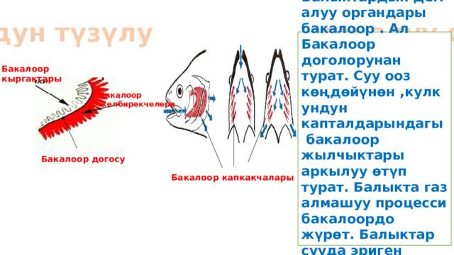 Бакалоордун түзүлушү жана дем алуу системасы Балыктардын дем алуу органдары бакалоор . Ал Бакалоор доголорунан турат. Суу ооз көңдөйүнөн ,кулкундун капталдарындагы бакалоор жылчыктары аркылуу өтүп турат. Балыкта газ алмашуу процесси бакалоордо жүрөт. Балыктар сууда эриген кычкылтек менен дем алат. Бакалоор кыргактары Бакалоор желбирекчелери Бакалоор догосу Бакалоор капкакчалары  