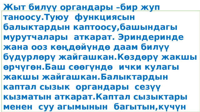 Сезүү органдары Жыт билүү органдары –бир жуп таноосу.Туюу функциясын балыктардын каптоосу,башындагы мурутчалары аткарат. Эриндеринде жана ооз көңдөйүндө даам билүү бүдүрлөрү жайгашкан.Көздөрү жакшы өрчүгөн.Баш сөөгүндө ички кулагы жакшы жайгашкан.Балыктардын каптал сызык органдары сезүү кызматын аткарат.Каптал сызыктары менен суу агымынын багытын,күчүн аныктайт.  
