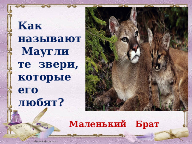 Как называют Маугли те звери, которые его любят? Маленький Брат 
