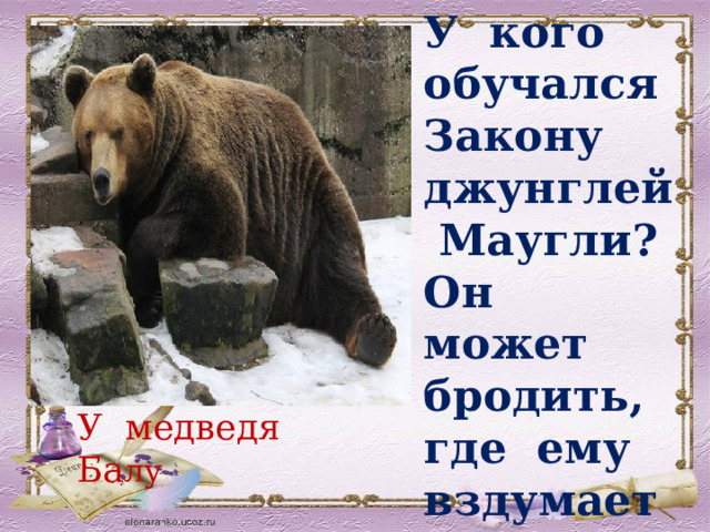 У кого обучался Закону джунглей Маугли? Он может бродить, где ему вздумается. У медведя Ба лу 