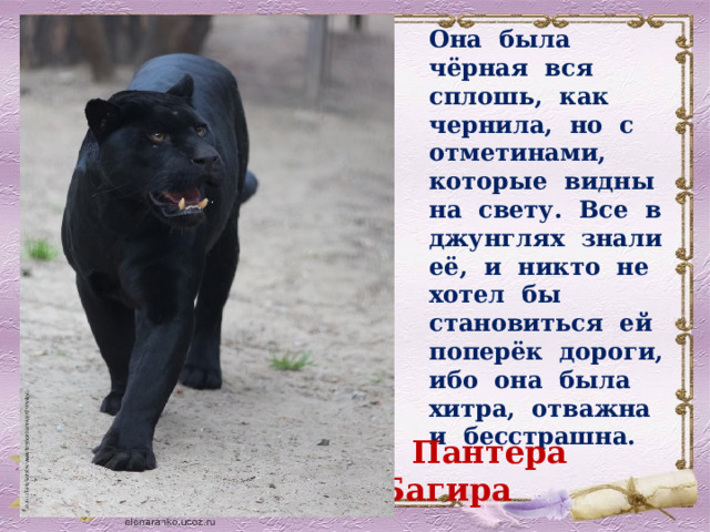 Она была чёрная вся сплошь, как чернила, но с отметинами, которые видны на свету. Все в джунглях знали её, и никто не хотел бы становиться ей поперёк дороги, ибо она была хитра, отважна и бесстрашна.  Пантера Багира 