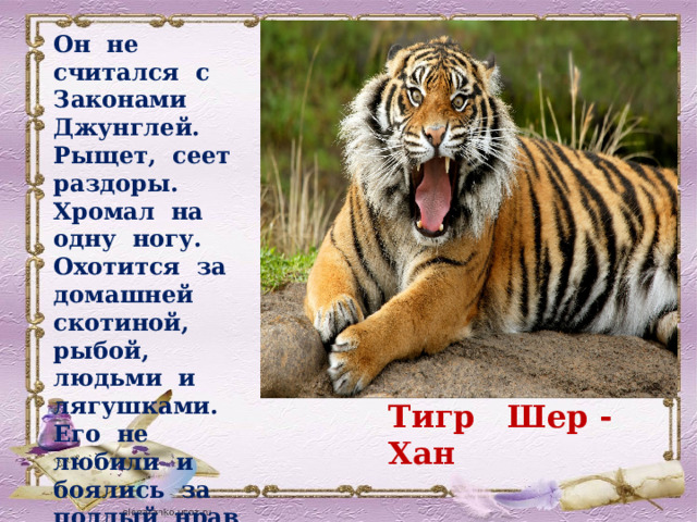Он не считался с Законами Джунглей. Рыщет, сеет раздоры. Хромал на одну ногу. Охотится за домашней скотиной, рыбой, людьми и лягушками. Его не любили и боялись за подлый нрав и кровожадность. Тигр Шер - Хан 