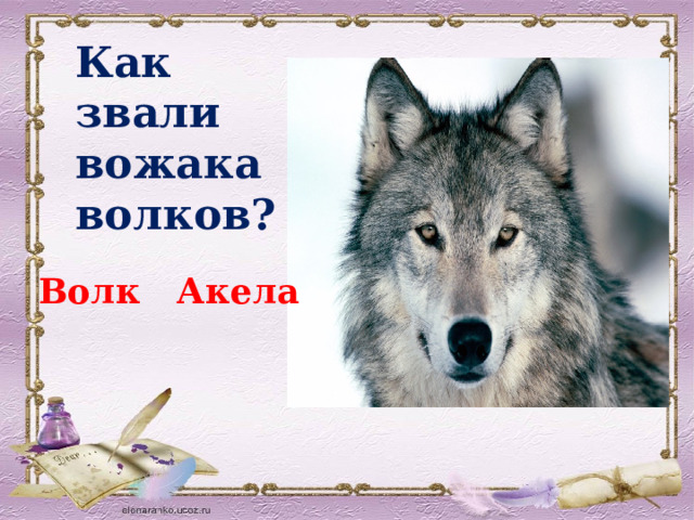 Как звали вожака волков? Волк Акела 