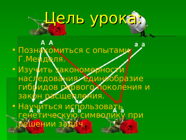 Цель урока: Познакомиться с опытами Г.Менделя. Изучить закономерности наследования: единообразие гибридов первого поколения и закон расщепления. Научиться использовать генетическую символику при решении задач.  