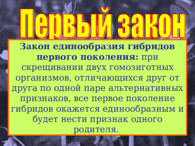 Закон единообразия гибридов первого поколения: при скрещивании двух гомозиготных организмов, отличающихся друг от друга по одной паре альтернативных признаков, все первое поколение гибридов окажется единообразным и будет нести признак одного родителя. 