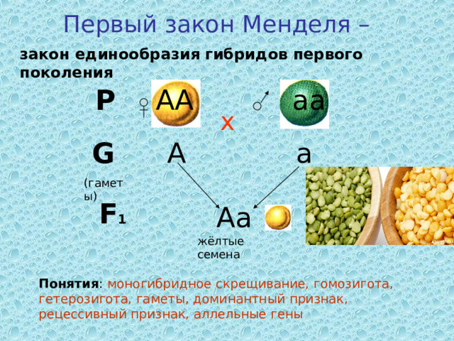 Первый закон Менделя – закон единообразия гибридов первого поколения Р АА аа х G  (гаметы) а А F 1 Аа жёлтые семена Понятия : моногибридное скрещивание, гомозигота, гетерозигота, гаметы, доминантный признак, рецессивный признак, аллельные гены 