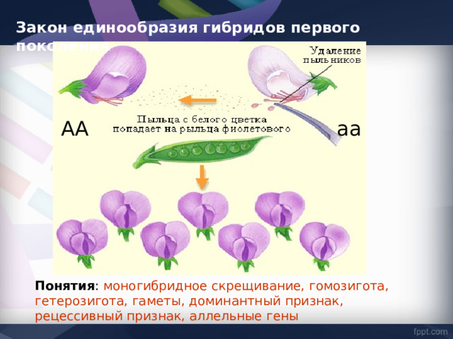 Закон единообразия гибридов первого поколения АА аа Понятия : моногибридное скрещивание, гомозигота, гетерозигота, гаметы, доминантный признак, рецессивный признак, аллельные гены 