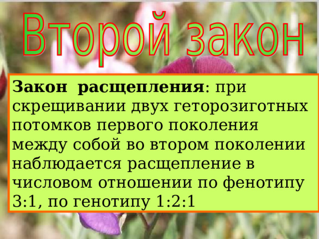 Закон  расщепления : при скрещивании двух геторозиготных потомков первого поколения между собой во втором поколении наблюдается расщепление в числовом отношении по фенотипу 3:1, по генотипу 1:2:1 Закон  расщепления : в потомстве, полученном от скрещивания гибридов первого поколения наблюдается явления расщепления: четверть особей из гибридов второго поколения несет рецессивный признак, три четверти- доминантный признак 