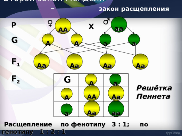 Второй закон Менделя – закон расщепления ♂ ♀ аа АА P X   G А А а а Аа Аа Аа Аа F 1 F 2  G   А а Решётка Пеннета АА Аа А аа Аа а  Расщепление по фенотипу 3 : 1; по генотипу 1 : 2 : 1   