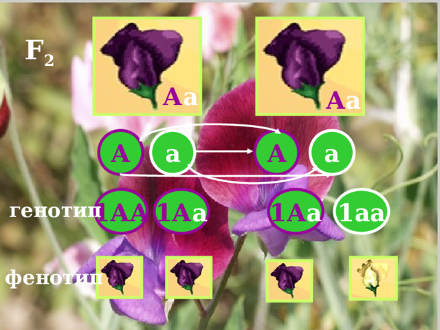 F 2 А а А а А а а А 1АА 1А а 1А а 1аа генотип фенотип 