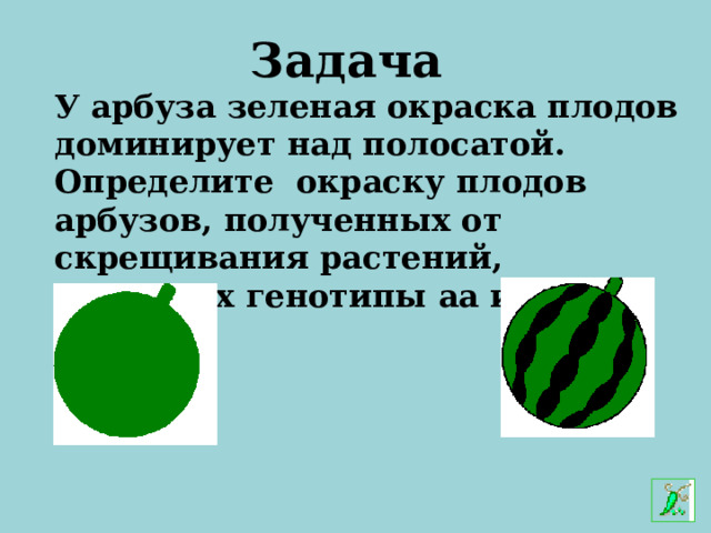 Задача У арбуза зеленая окраска плодов доминирует над полосатой. Определите окраску плодов арбузов, полученных от скрещивания растений, имеющих генотипы аа и Аа. Аа аа 