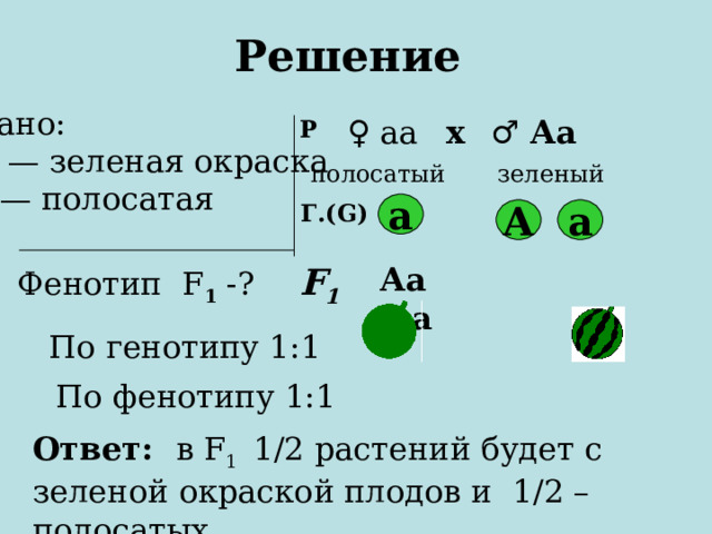 Решение Дано: А — зеленая окраска а — полосатая ♀ аа ♂  Аа х Р полосатый зеленый Г.( G) а а А  Аа  аа   F 1 Фенотип F 1 - ? По генотипу 1:1 По фенотипу 1:1 Ответ:  в F 1  1 / 2 растений будет с зеленой окраской плодов и 1 /2 – полосатых 