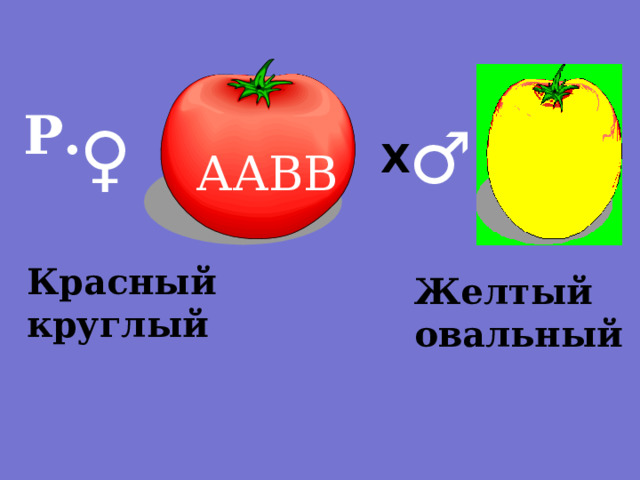 Р. ♀  ♂  Х аавв ААВВ Красный круглый Желтый овальный 