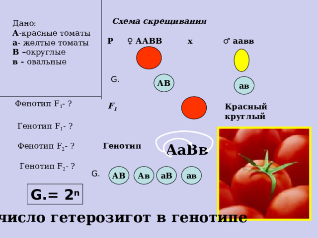 Схема скрещивания  Дано: А - красные томаты а - желтые томаты В – округлые в - овальные Р ♀  ААВВ ♂  аавв х G. АВ ав Фенотип F 1 - ? F 1  Красный круглый Генотип F 1 - ? Фенотип F 2 - ? Генотип АаВв Генотип F 2 - ? АВ Ав аВ ав G. G. = 2 n n- число гетерозигот в генотипе 
