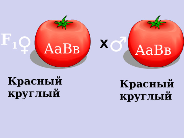 F 1 ♀  ♂  Х АаВв АаВв Красный круглый Красный круглый 