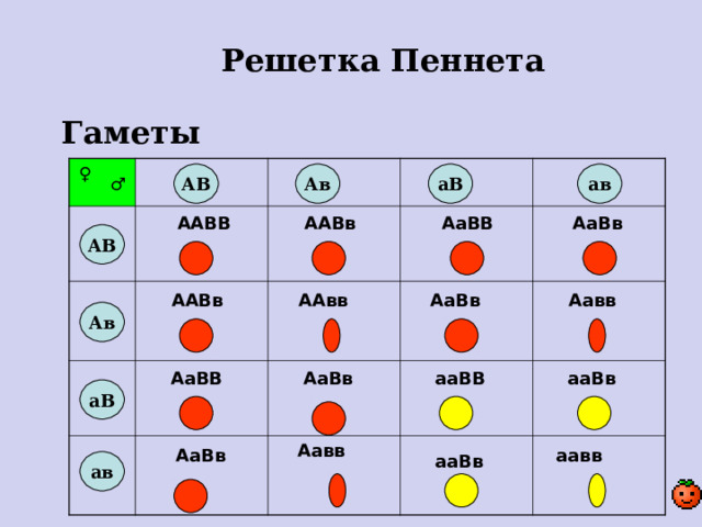 Решетка Пеннета Гаметы ♀ Ав аВ ав АВ ♂ ААВВ АаВв АаВВ ААВв АВ АаВв Аавв ААВв ААвв Ав АаВВ АаВв ааВВ ааВв аВ Аавв АаВв аавв ааВв ав 