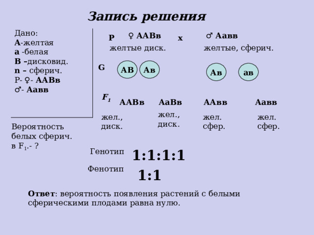 Задача.  У тыквы желтая окраска плодов А доминирует над белой а , а дисковидная форма плодов В - над сферической. Скрещиваются растения, имеющие генотипы ААВв и Аавв. Определите вероятность появления растения с белыми сферическими плодами. 