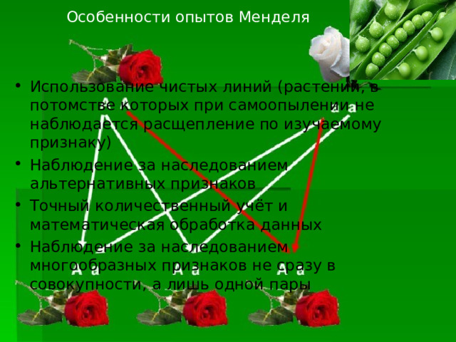 Особенности опытов Менделя Использование чистых линий (растений, в потомстве которых при самоопылении не наблюдается расщепление по изучаемому признаку) Наблюдение за наследованием альтернативных признаков Точный количественный учёт и математическая обработка данных Наблюдение за наследованием многообразных признаков не сразу в совокупности, а лишь одной пары 