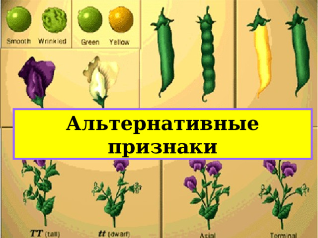 Альтернативные признаки 