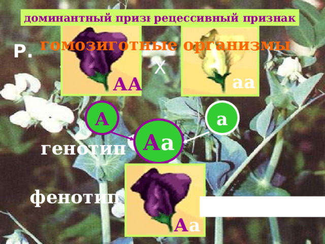 рецессивный признак доминантный признак гомозиготные организмы Р. Х аа АА А а А а генотип фенотип Единообразие F 1 А а 