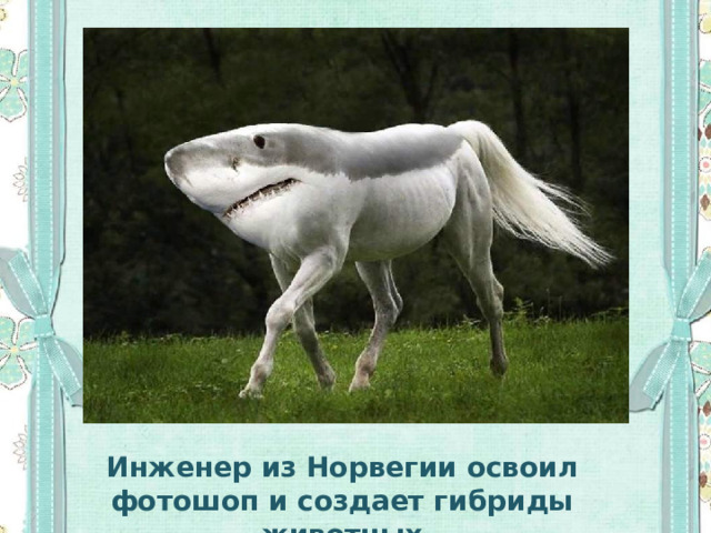 Инженер из Норвегии освоил фотошоп и создает гибриды животных 