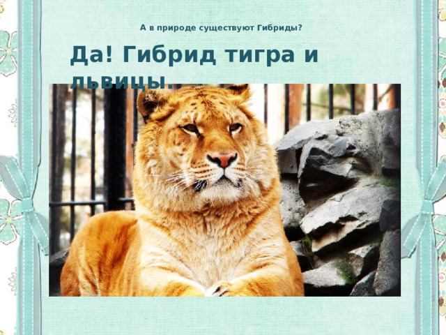 А в природе существуют Гибриды?   Да! Гибрид тигра и львицы. 