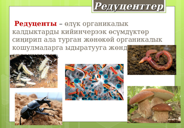 Редуценттер  Редуценты – өлүк органикалык калдыктарды кийинчерээк өсүмдүктөр сиңирип ала турган жөнөкөй органикалык кошулмаларга ыдыратууга жөндөмдүү организмдер.  . 