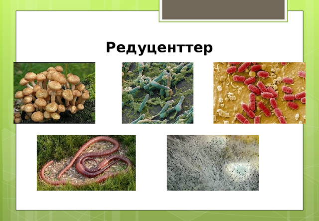 Редуценттер 