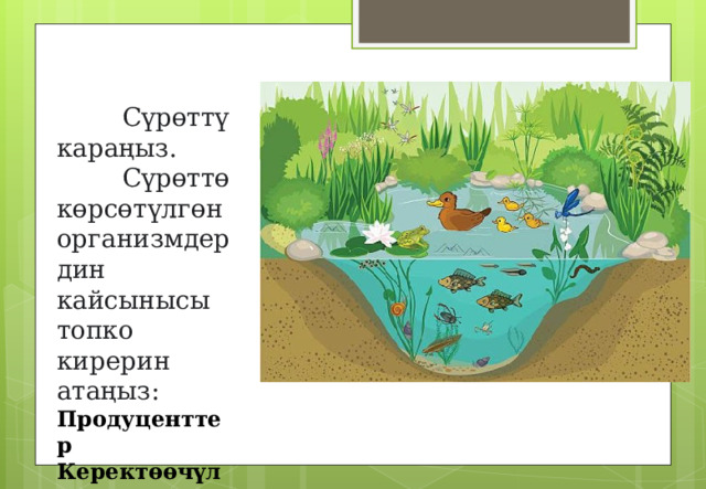  Сүрөттү караңыз.   Сүрөттө көрсөтүлгөн организмдердин кайсынысы топко кирерин атаңыз: Продуценттер Керектөөчүлөр Редуценттер. 