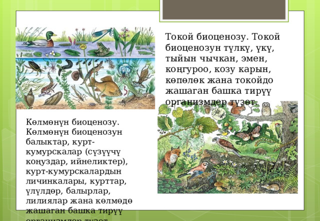 Токой биоценозу. Токой биоценозун түлкү, үкү, тыйын чычкан, эмен, коңгуроо, козу карын, көпөлөк жана токойдо жашаган башка тирүү организмдер түзөт.  Көлмөнүн биоценозу. Көлмөнүн биоценозун балыктар, курт-кумурскалар (сүзүүчү коңуздар, ийнеликтер), курт-кумурскалардын личинкалары, курттар, үлүлдөр, балырлар, лилиялар жана көлмөдө жашаган башка тирүү организмдер түзөт .  