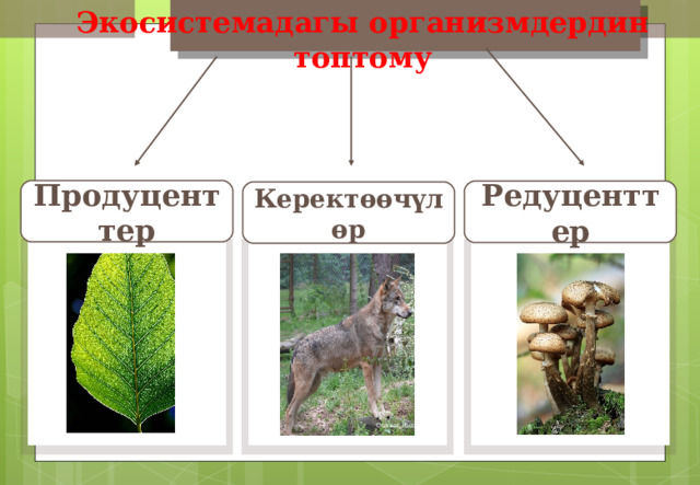 Экосистемадагы организмдердин топтому Продуценттер Редуценттер Керектөөчүлөр Gunnar Ries 