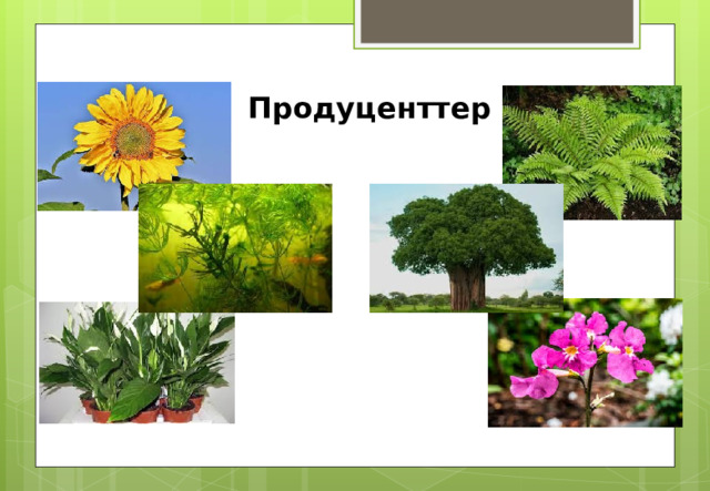 Продуценттер 