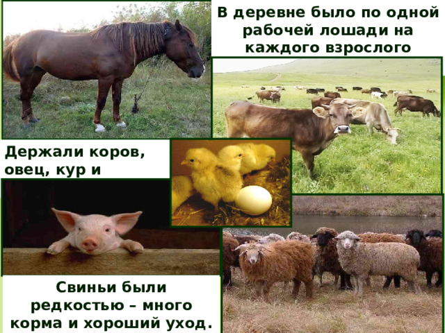 В деревне было по одной рабочей лошади на каждого взрослого работника. Держали коров, овец, кур и другую птицу. Свиньи были редкостью – много корма и хороший уход. 