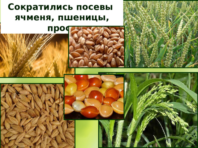 Сократились посевы ячменя, пшеницы, проса 